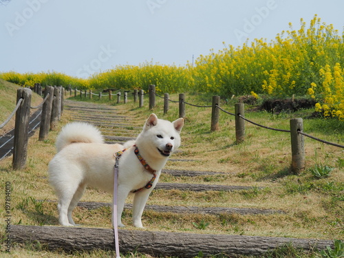 菜の花畑で笑顔の白い犬