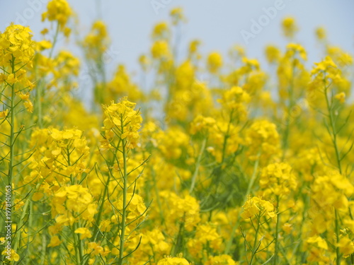 黄色の菜の花畑