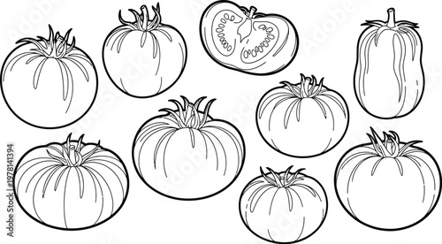 Heirloom tomato variety outline sketch vector illustration