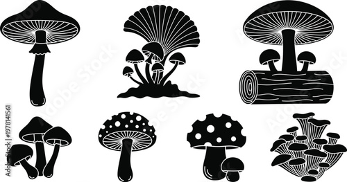 Mushroom botanical sketches set for wild fungi identification