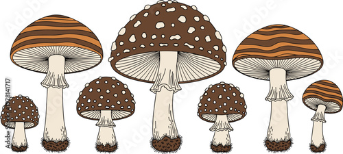 Hand drawn mushroom collection with different forest fungi species detailed vintage line art vector illustration isolated on white background