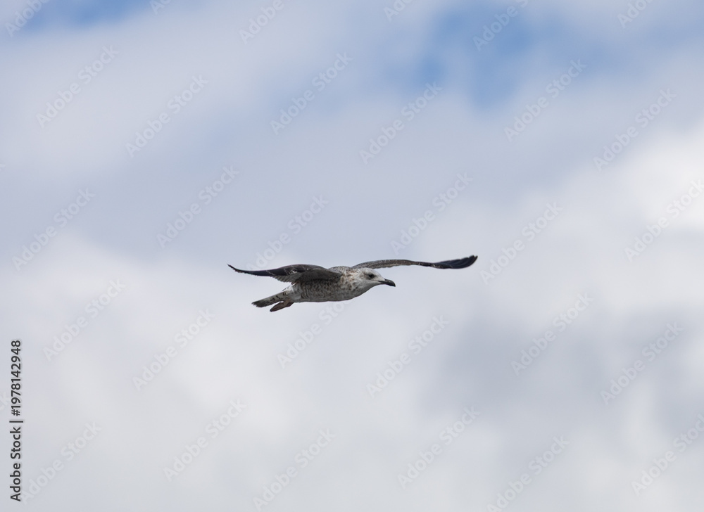 Obraz premium A seagull is flying in the sky