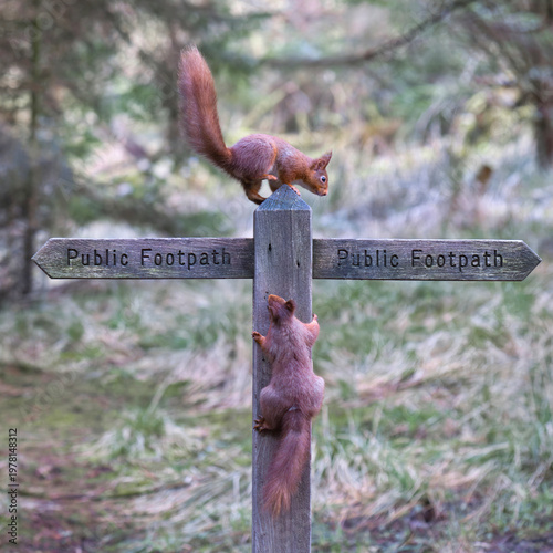 A close up of tow red squirrels, Sciurus vulgaris, playing on a public footpath sign. One squirrel is on the top whilr the other is climbing up the post