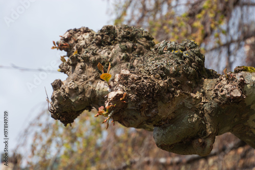 New buds form on the cut branches of a plane tree in spring from which the leaves grow