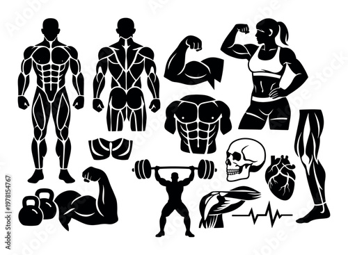 Fitness vector compilation showing muscle groups, human anatomy, active people exercising with weights, and health related components