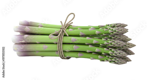 Bunch of Fresh Asparagus Tied with Twine