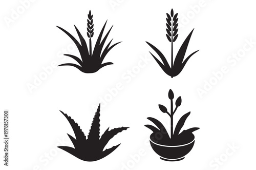 Black silhouettes of aloe vera and other plant species displayed
