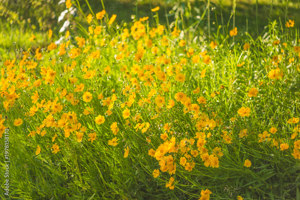 Obraz premium Yellow daisy flowers blooming on a wild meadow by sunny summer day;