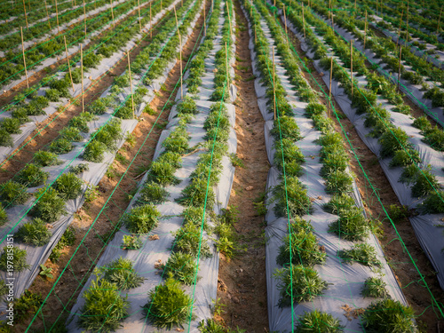 Well-Organized Crop Plantation