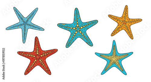 Group of five colorful starfish with different patterns and textures scattered across a plain white background.