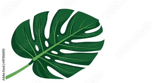 Single large green monstera deliciosa leaf with its characteristic holes and splits is displayed elegantly on a crisp white background.