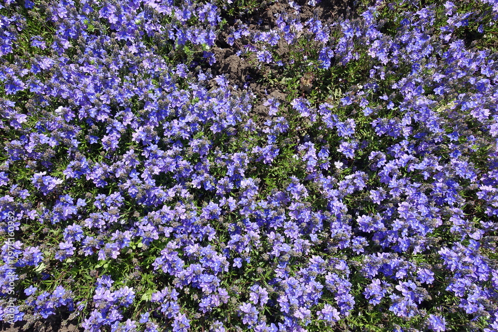 Obraz premium Numberless violet flowers of Veronica prostrata in mid May