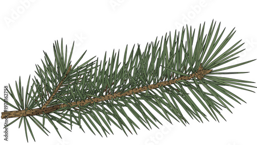 Detailed illustration of a pine tree branch with green needles and woody texture perfect for forest and evergreen nature designs.