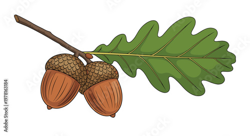Pair of brown acorns attached to a green oak leaf on a small branch, representing nature, autumn, and forest environments.