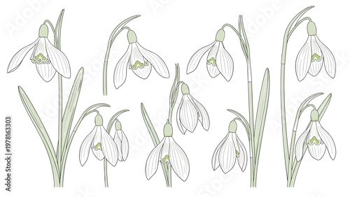 Elegant botanical collection of hand drawn snowdrop flowers with delicate green stems and white petals on white background.