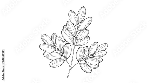 Delicate hand drawn sketch of a botanical branch with small oval leaves isolated on a plain white background for design.
