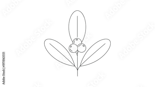 Simple hand drawn botanical illustration of a small branch with three leaves and round berries in black and white.