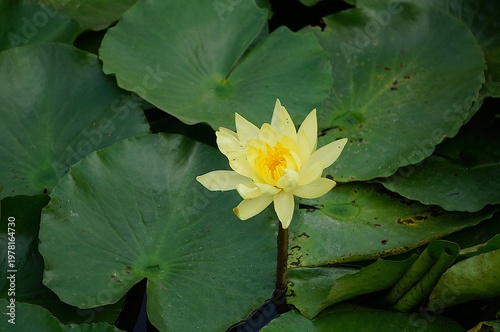 water lily in the pond