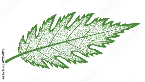 Intricate green leaf skeleton illustration showing the complex network of veins within a sharply serrated leaf shape.