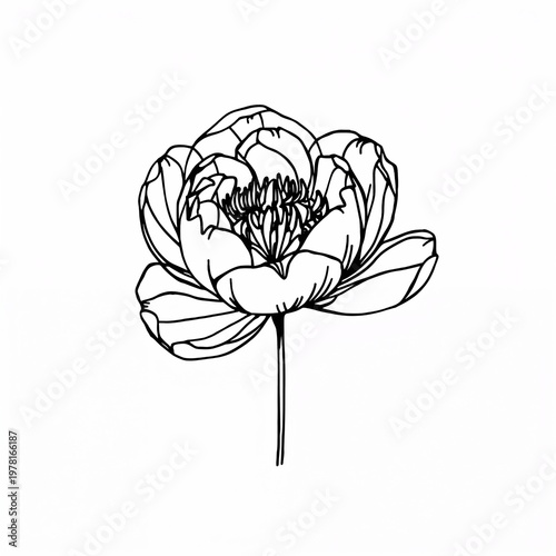 Minimalist black line art illustration of a blooming peony flower