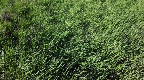 Grass swaying in the wind at the park during midday on a clear day in spring