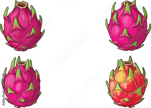 Set of dragon fruit illustrations in different styles, tropical pitaya fruit collection isolated vector for healthy food and exotic design