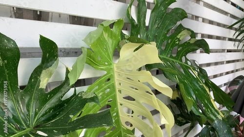 Wallpaper Mural aloe vera plant Torontodigital.ca