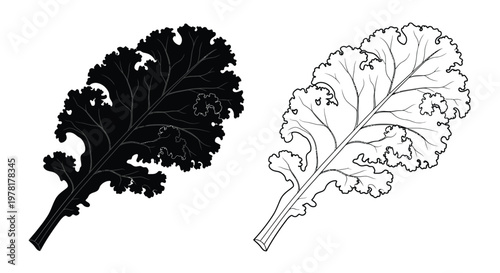 Detailed kale leaf illustrations in black and white a striking silhouette
