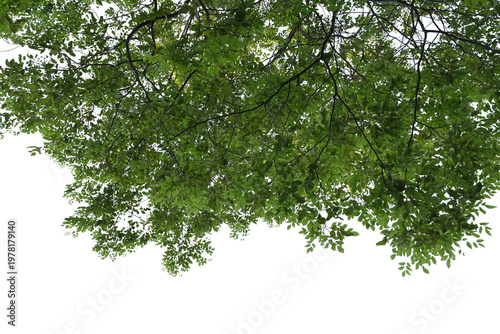 Green leaf isolated transparency background.
