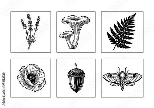 Elegant Vector Illustrations of Diverse Nature Elements in Engraving Style
