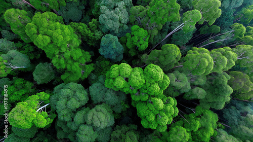 Lush Green Forest Canopy Aerial