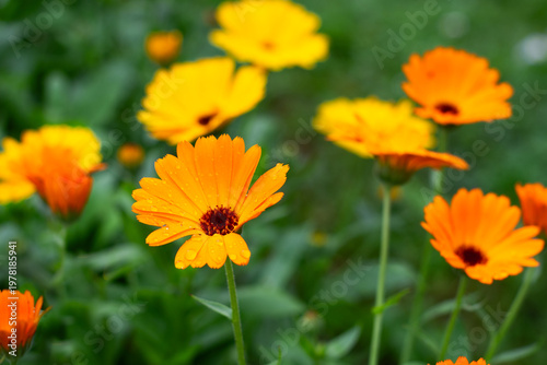 Flowering calendula or marigolds in garden after rain, flowering calendula with water drops floral background, organic edible and medicinal  marigold or calendula flowers 