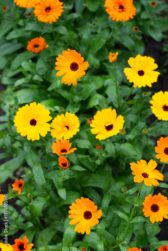 Flowering calendula or marigolds in garden after rain, flowering calendula with water drops floral background, organic edible and medicinal  marigold or calendula flowers 
