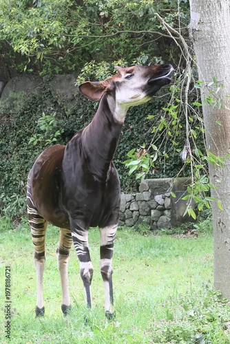 Fototapeta オカピ