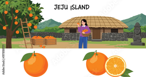 Jeju Island Orange Harvest Scene with Traditional House, Woman Picking Oranges, and Fresh Fruit Vector Illustration