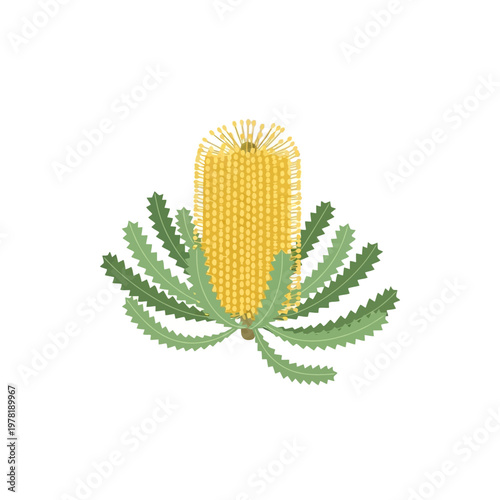 banksia blossom, cylindrical yellow flower spike with green leaves