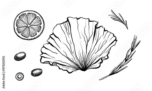 Mediterranean ingredients set in minimalist vector line art. Lettuce, lemon, olive, and rosemary for recipe book illustration, healthy diet infographic, food blog graphics and menu layout