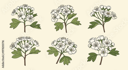 Elegant botanical illustration featuring branches with delicate white blossoms and green leaves for artistic design.