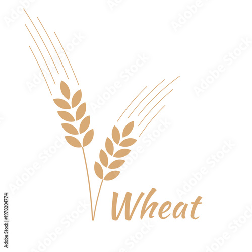 wheat ears with grain and stem