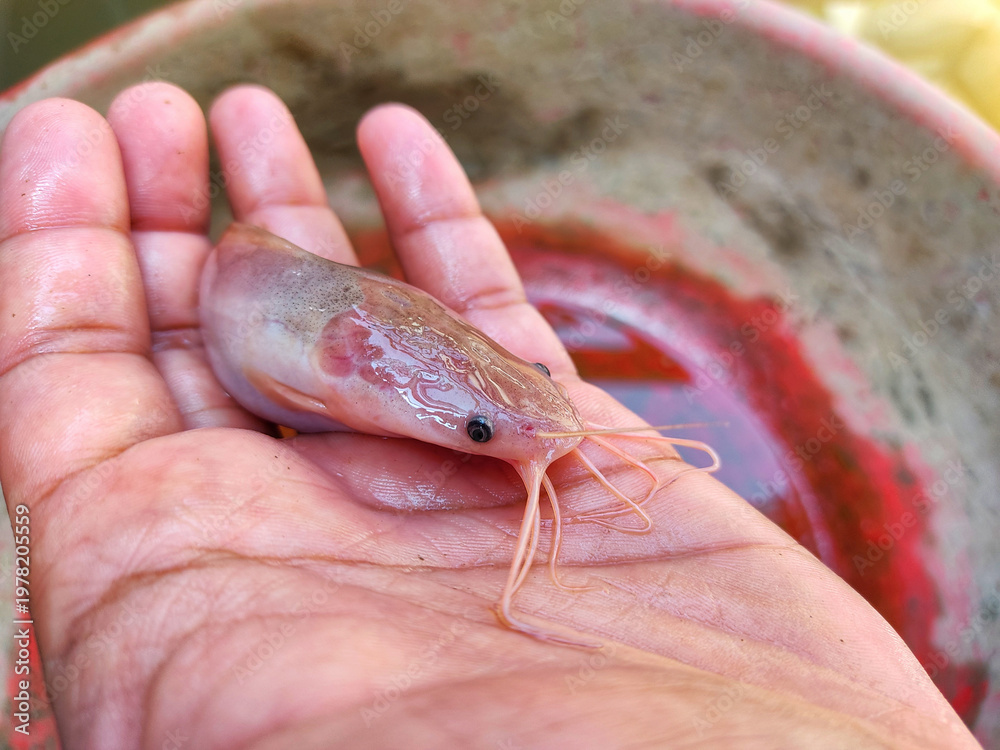 Fototapeta premium Albino magur fish clarias batrachus fish in hand of a farmer in nice blur background