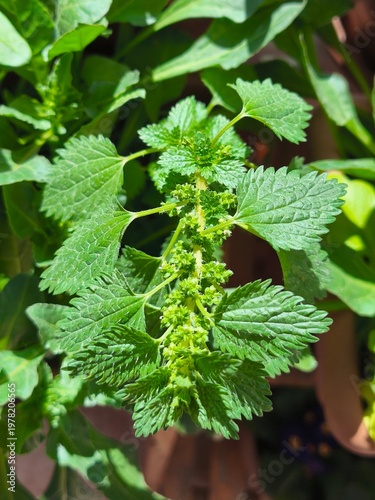 Close Up Shot Of An Urtica (Stinging Nettle)