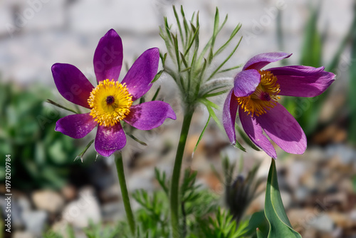 Foto Vibrant purple pasqueflower blossoms with fuzzy stems and yellow centers in spri
