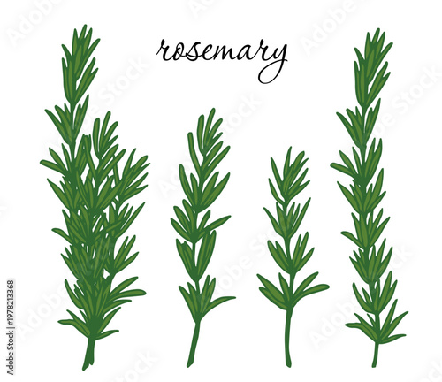 set of hand drawn rosemary sprigs in doodle style. isolated vector collection with elegant lettering for culinary illustrations, spice packaging, and botanical designs.