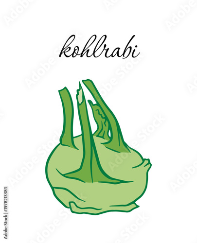 Kohlrabi bulb: green vegetable, cabbage family. Isolated, hand drawn vector doodle style, for culinary illustrations, healthy food concepts, farm market designs, and packaging.