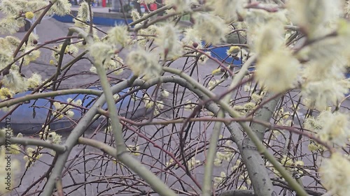 Spring blossoming willow, fluffy inflorescences on a branch, close-up. Spring