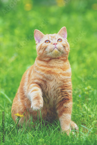 Funny red kitten sits on a green lawn with one paw up