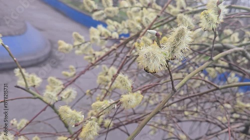 Spring blossoming willow, fluffy inflorescences on a branch, close-up. Spring