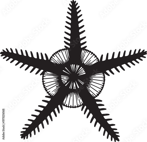 Hand drawn engraving style illustration of brittle star marine creatures
