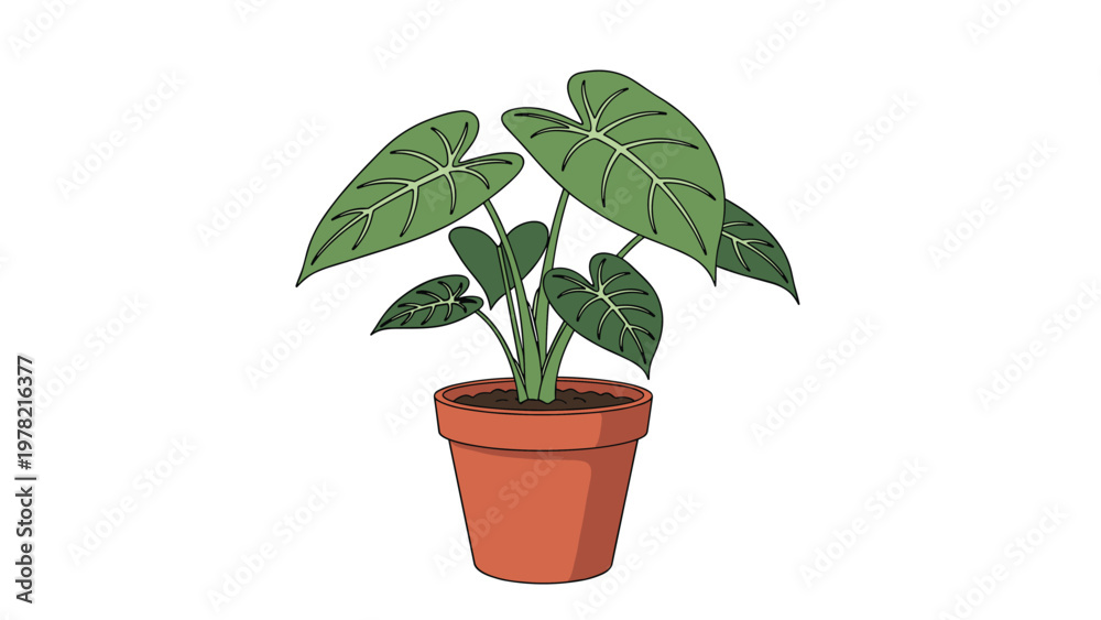 Fototapeta premium Vibrant green Alocasia houseplant with large patterned leaves grows healthily in a classic terracotta pot on a white base.