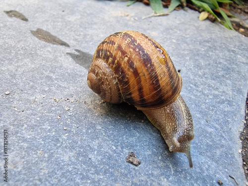 Close-Up of a Garden Snail on Stone Pathway